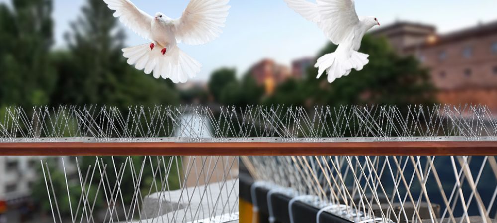 Bird and Pigeon Control Spikes in Pune
